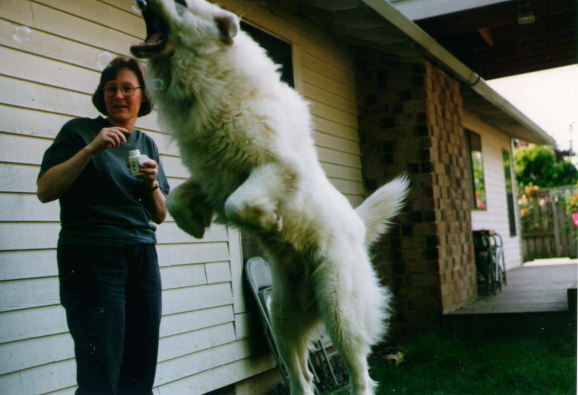 great pyrenees in action